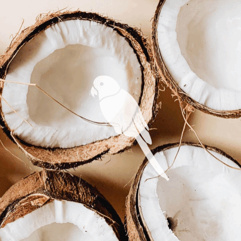 Tapioca coconut pudding