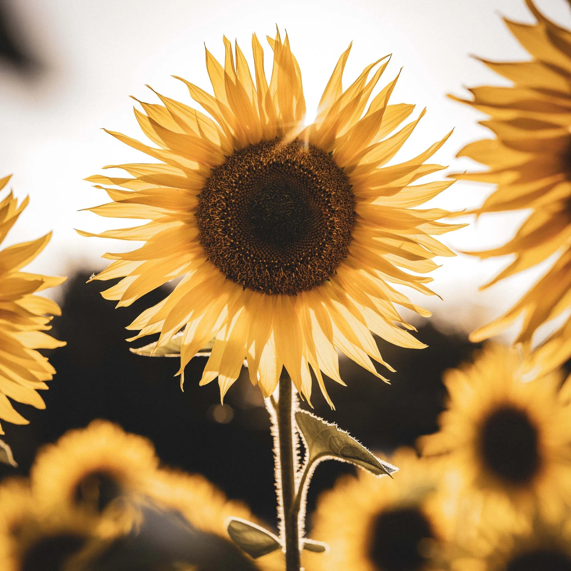 Flämings Bio-Sonnenblumenkerne - ein Zukunftsbild für die Marke aus der Region Brandenburg und Berlin