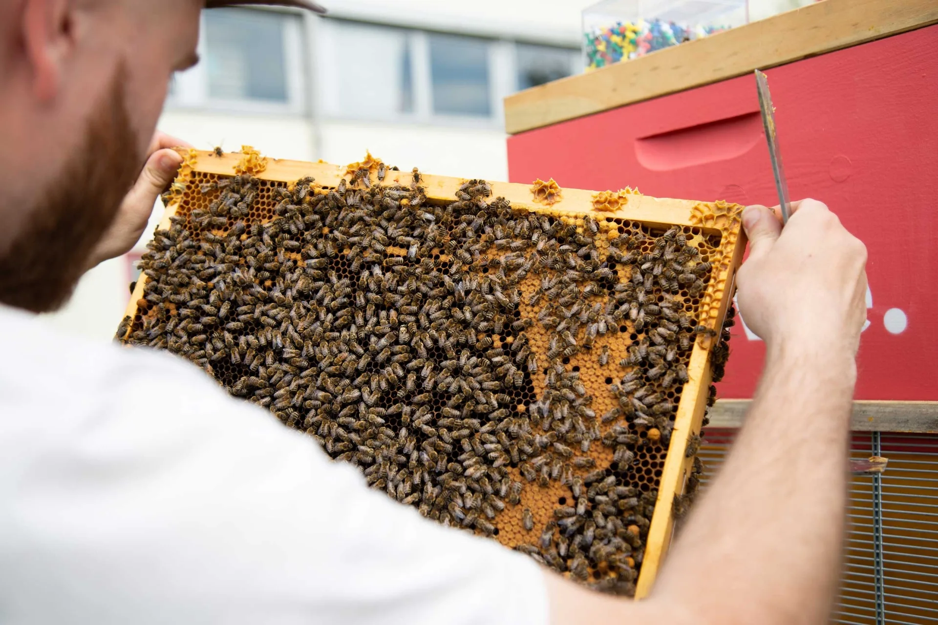 Die Honigproduktion im Gange