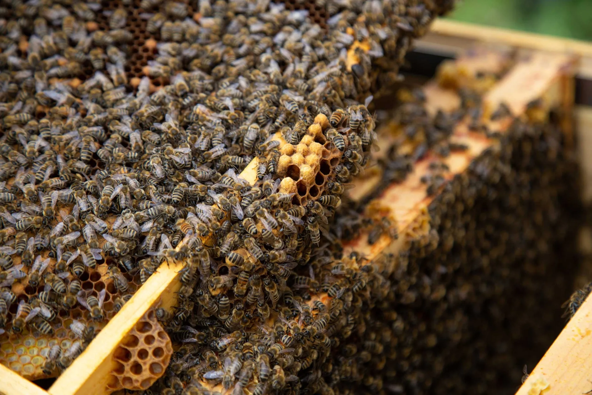 bei der Arbeit um Honig zu produzieren